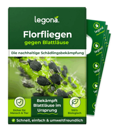 Florfliegenlarven gegen Blattläuse & Thripse - Legona®